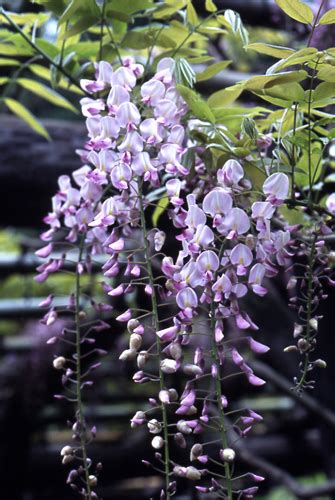 藤科植物|フジ（藤）の種類（原種、品種）｜植物図鑑｜みんな 